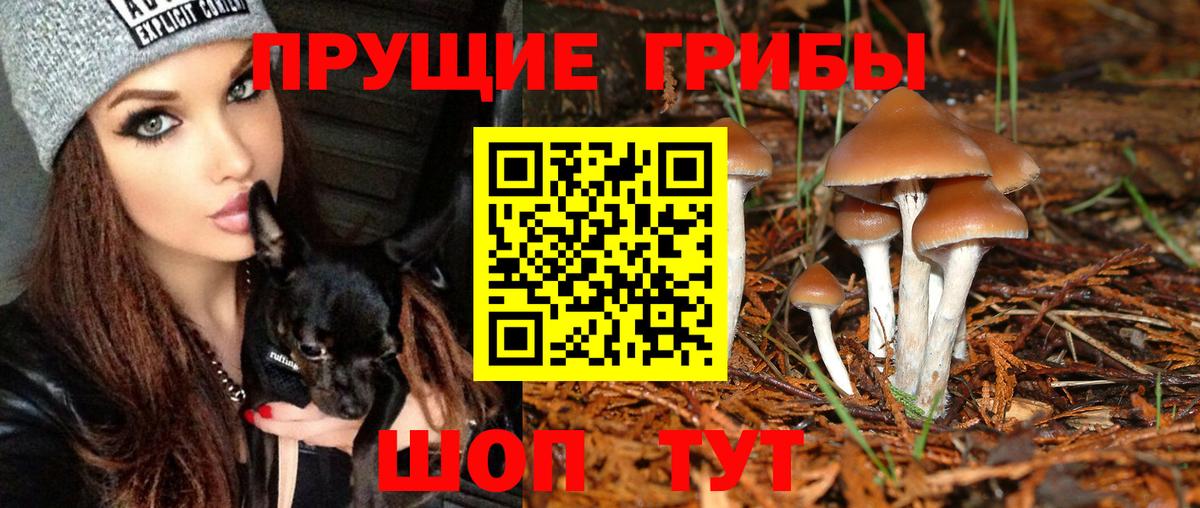 Псилоцибиновые грибы Psilocybe Новотроицк